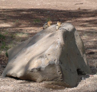 Chipmunks