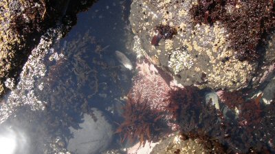 Tidal Pool