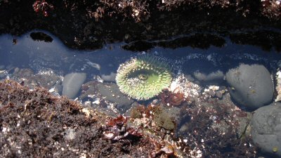 Tidal Pool