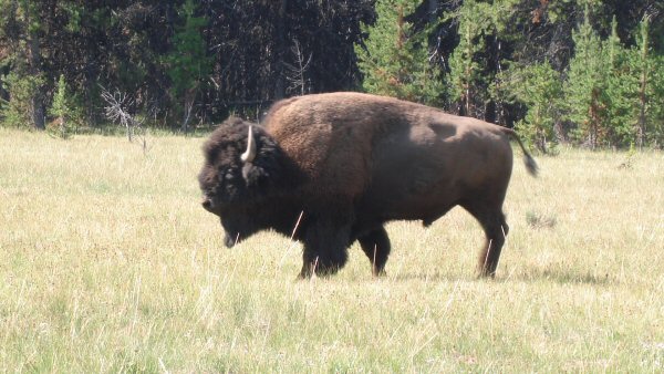 Buffalo Bull