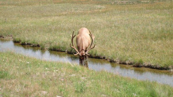 Elk