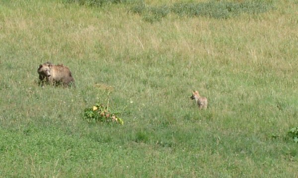 Grizzly and Coyote